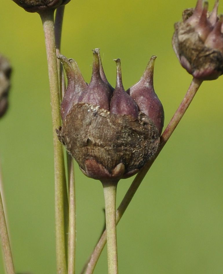 Image of Butomus umbellatus specimen.