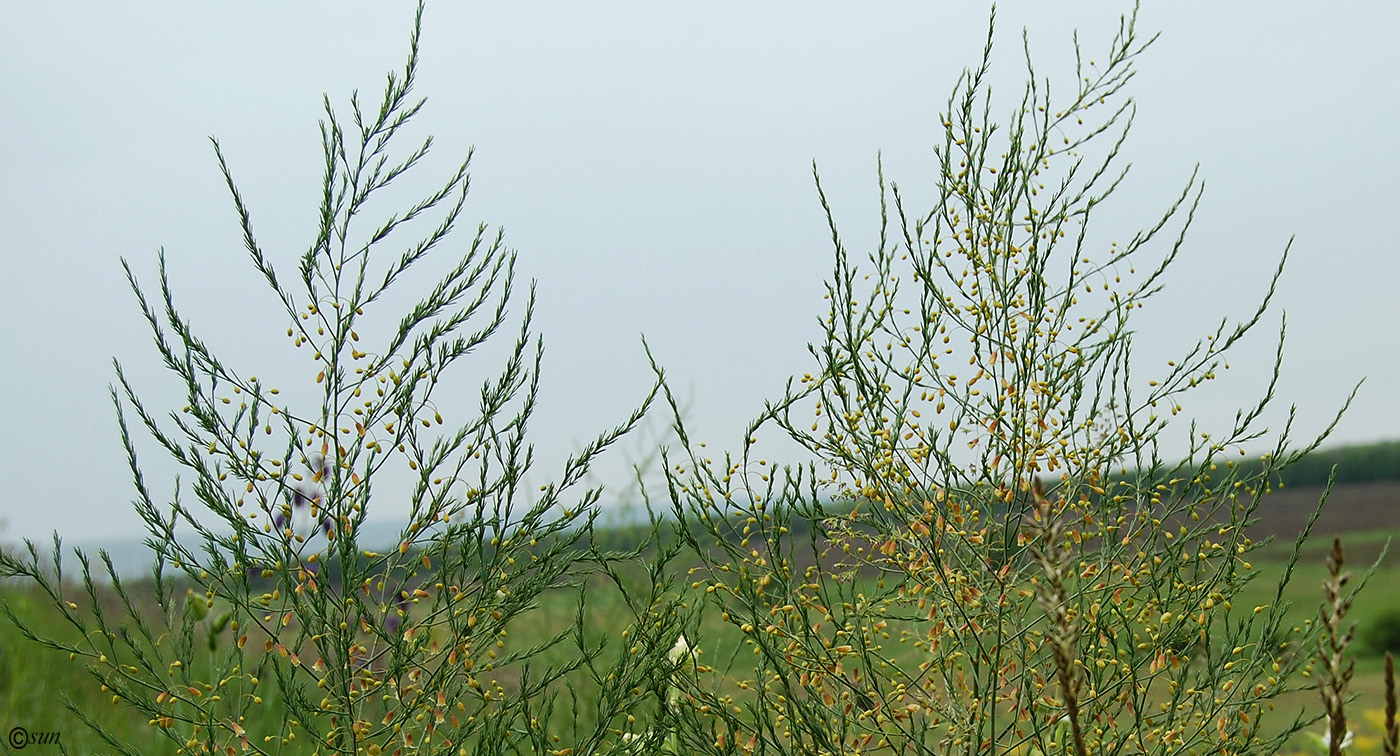 Image of Asparagus officinalis specimen.