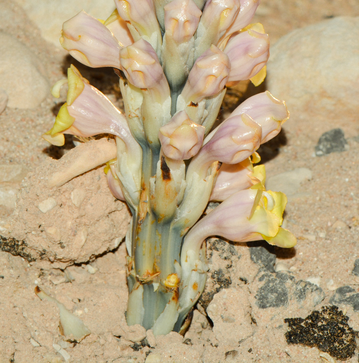 Image of Cistanche tubulosa specimen.