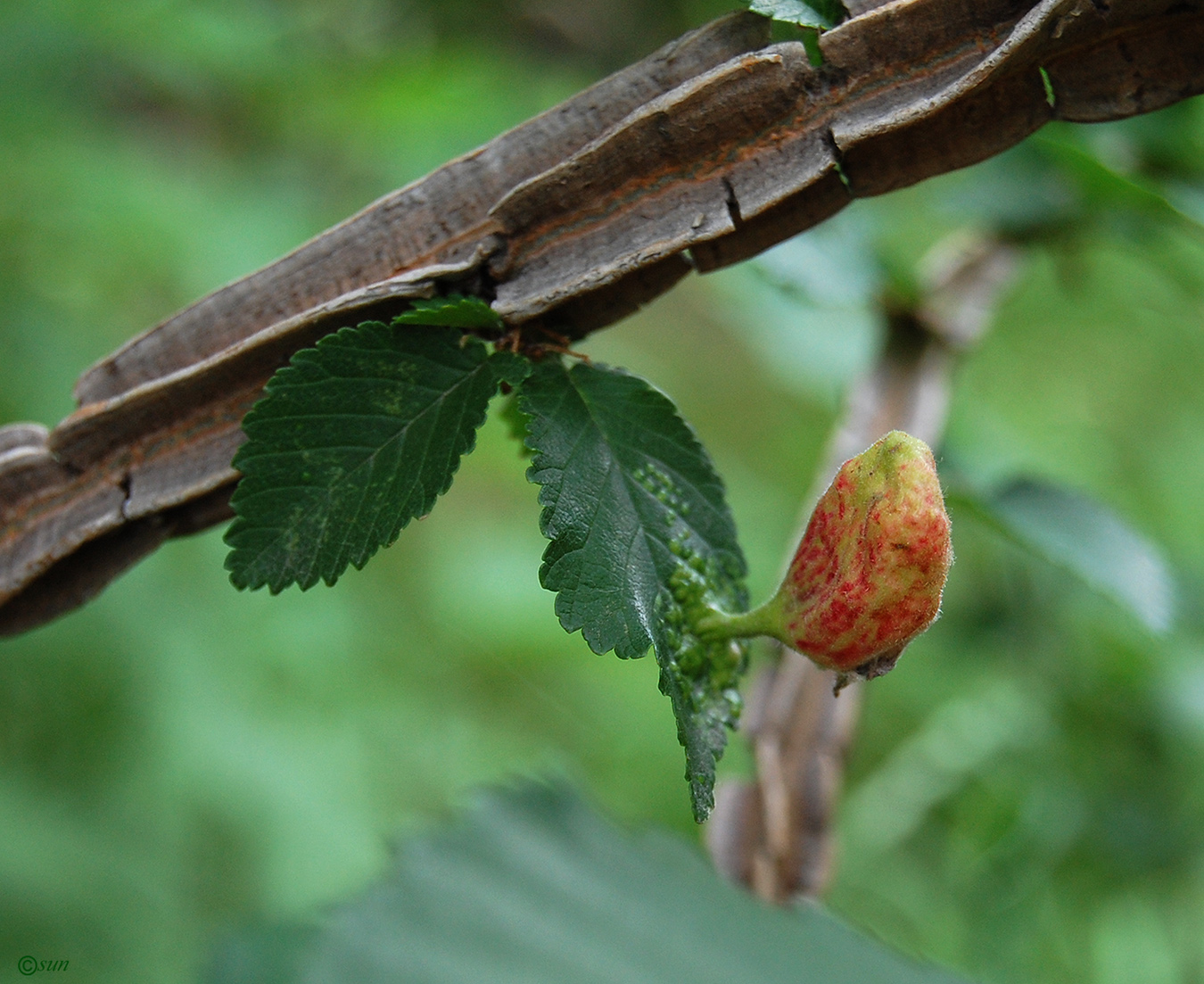 Изображение особи Ulmus minor.