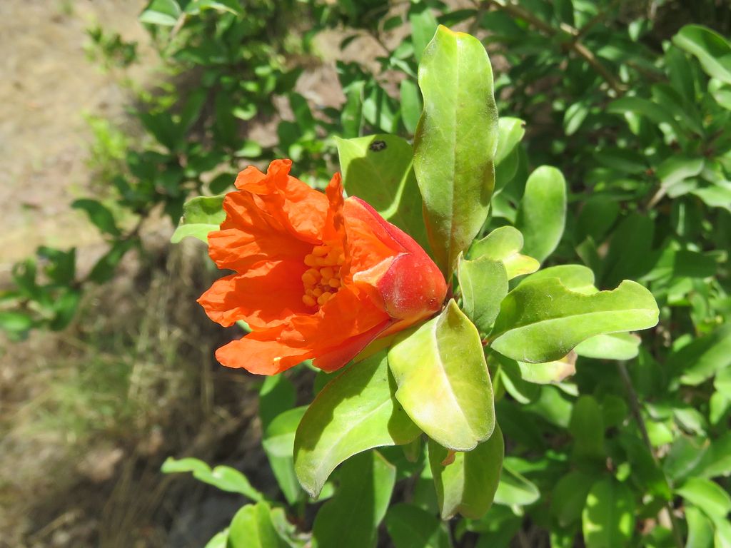 Image of Punica granatum specimen.