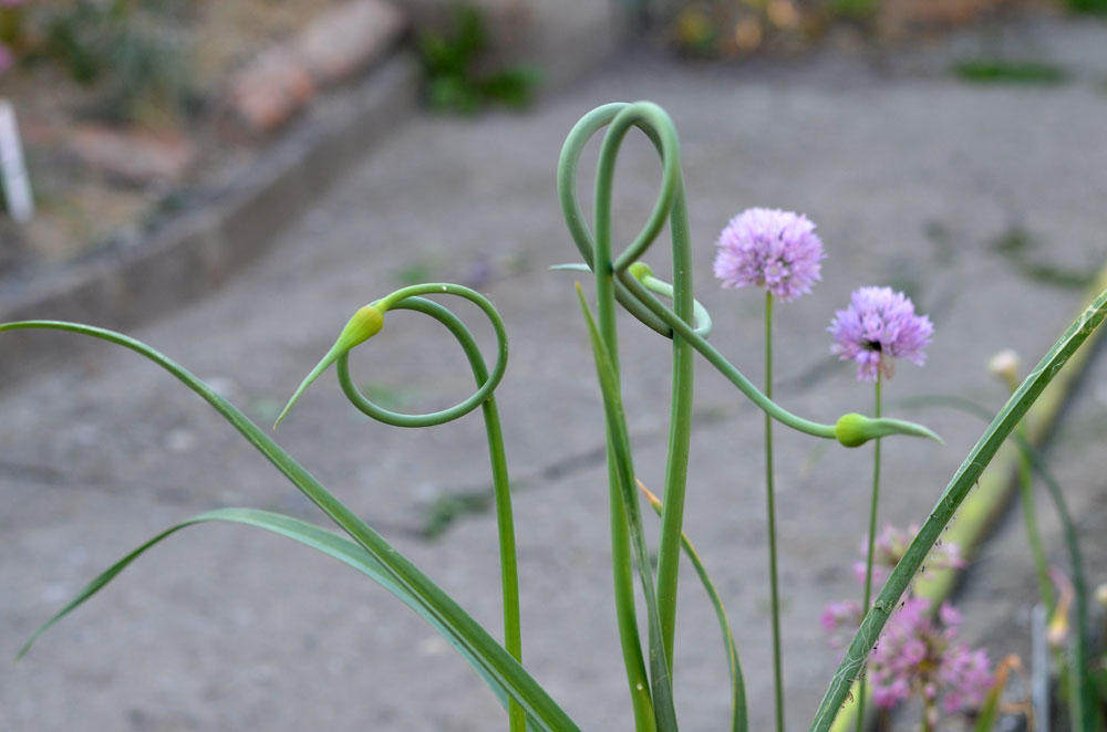 Image of genus Allium specimen.