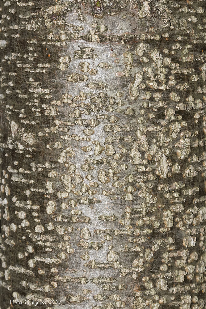 Image of Alnus glutinosa specimen.