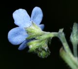 Eritrichium sichotense. Цветок (вид со стороны чашечки). Приморский край, Ольгинский р-н, окр. с. Пермское, долина р. Аввакумовка на левом берегу, скала Чёртов Утёс, сухие скалы. 04.07.2017.