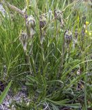 Campanula biebersteiniana