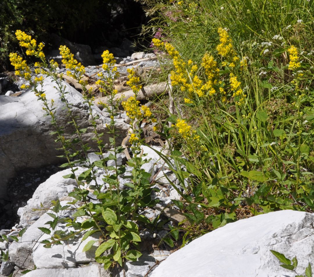 Image of Solidago virgaurea specimen.