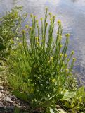 Barbarea stricta