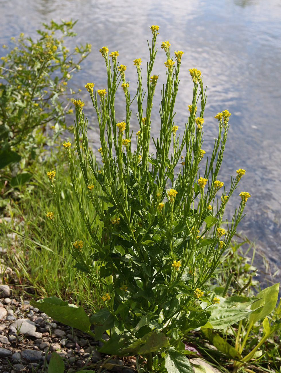 Изображение особи Barbarea stricta.