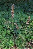 Acanthus mollis