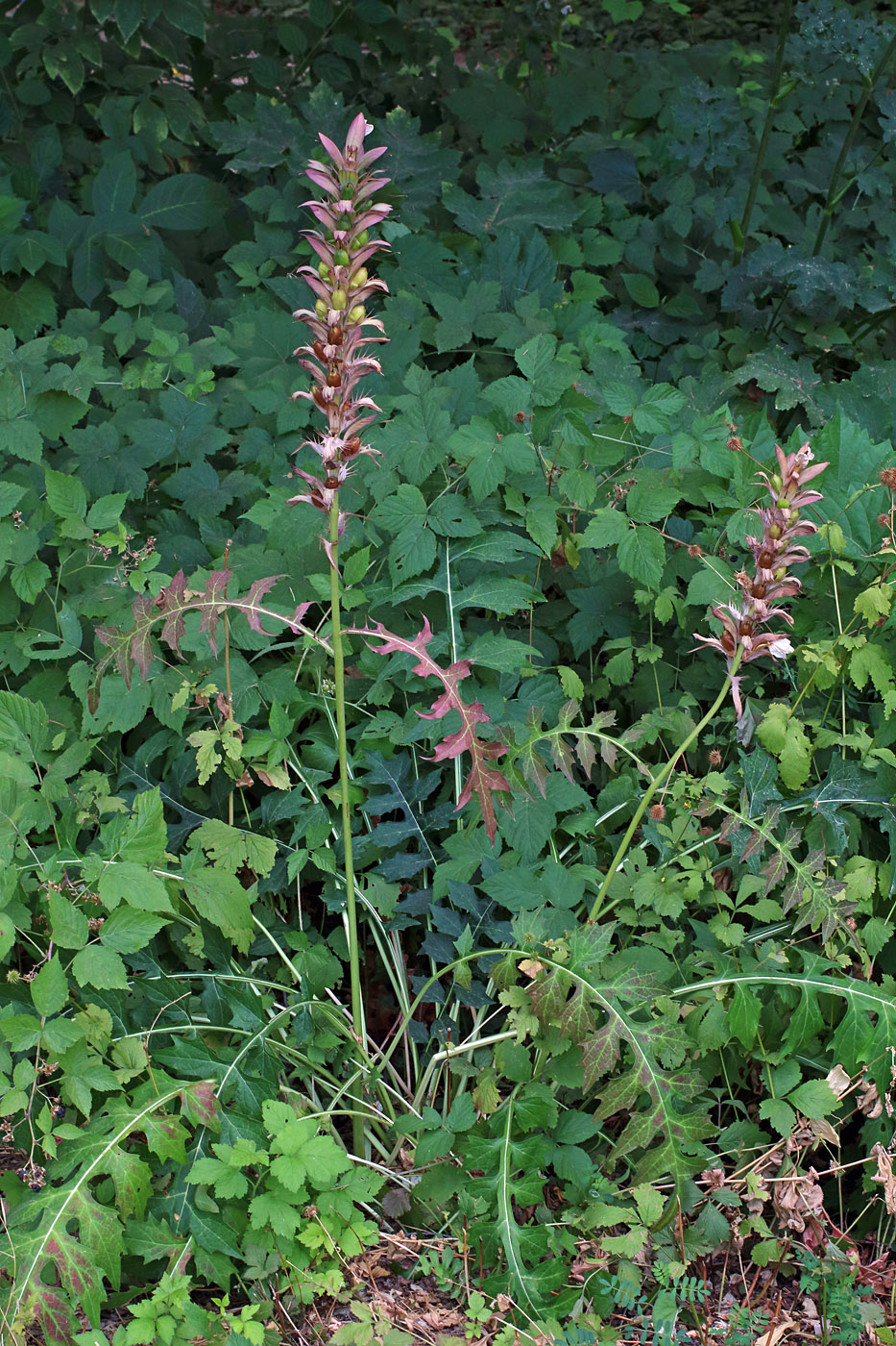 Image of Acanthus mollis specimen.
