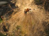 Pulsatilla dahurica