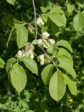 Ulmus glabra