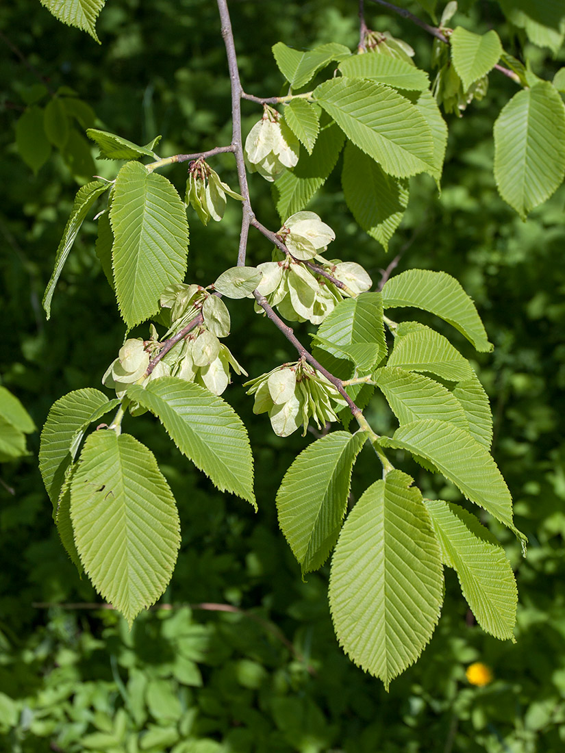 Изображение особи Ulmus glabra.