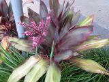 Cordyline rubra