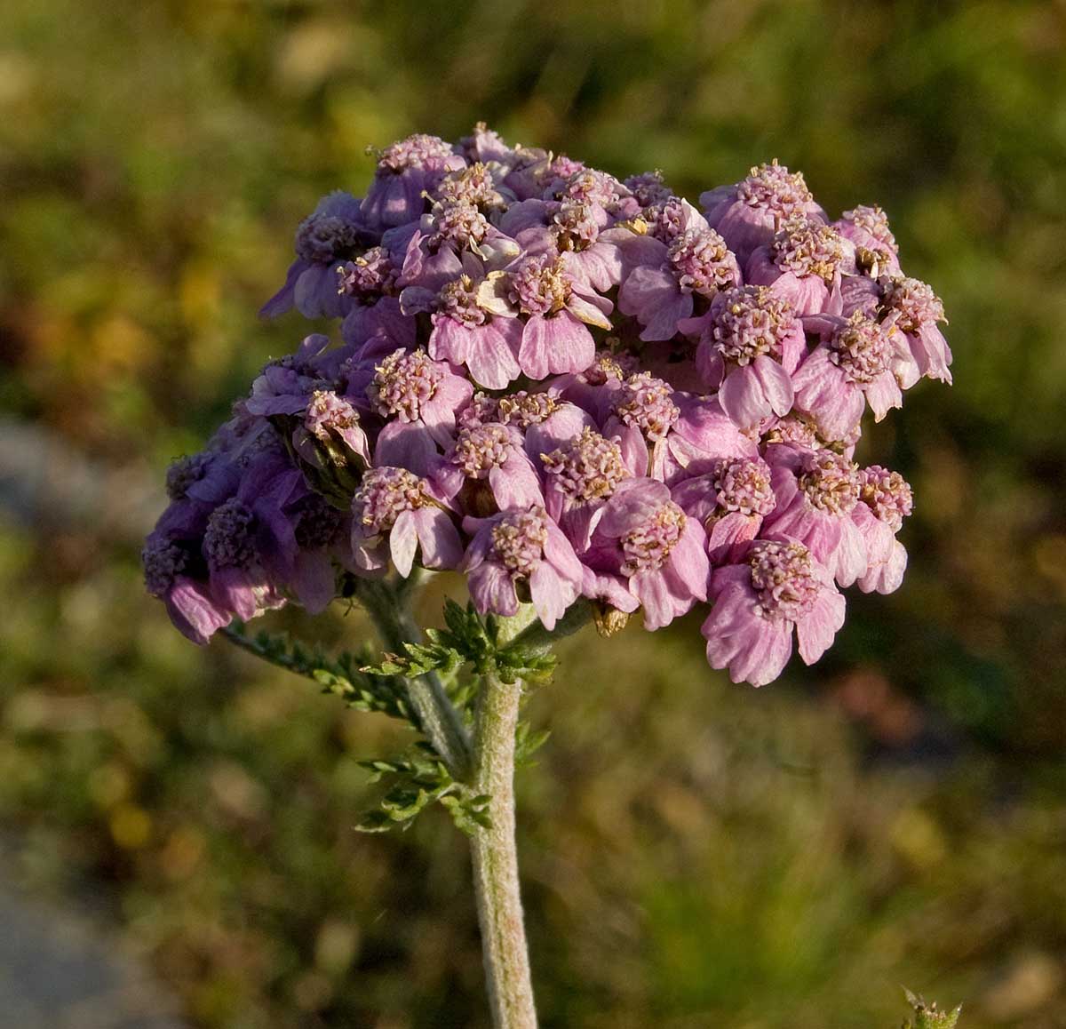 Изображение особи Achillea nigrescens.