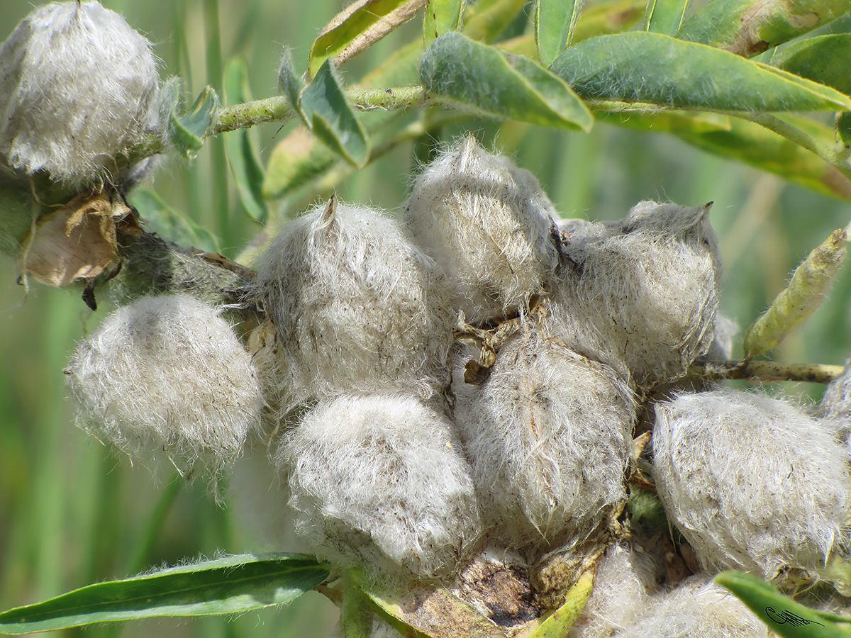 Image of Astragalus sieversianus specimen.