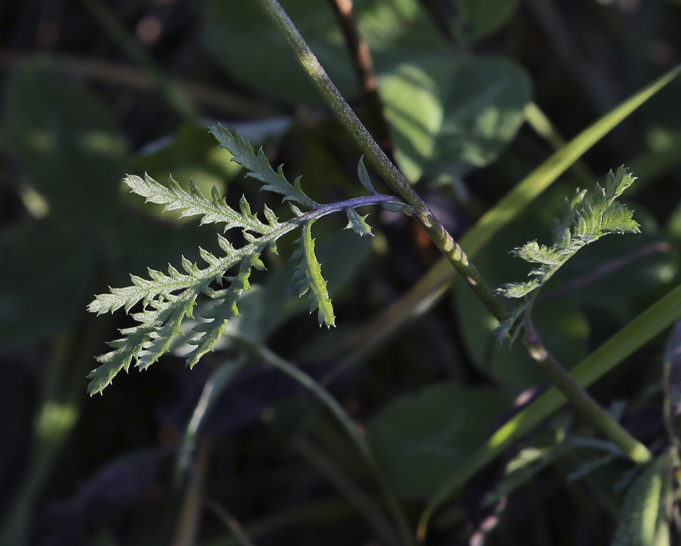 Image of Anthemis tinctoria specimen.