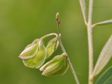 Polygala sibirica. Соплодие и часть побега. Приморский край, Уссурийский гор. округ, окр. с. Монакино, каменистый склон. 30.06.2017.