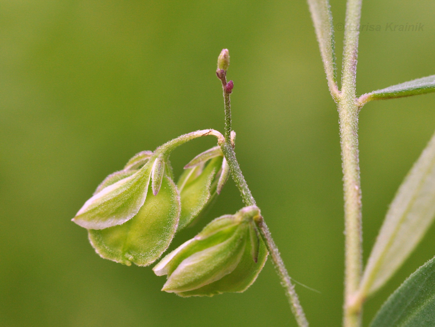 Image of Polygala sibirica specimen.