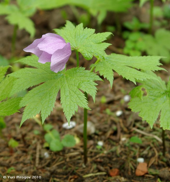 Image of Glaucidium palmatum specimen.