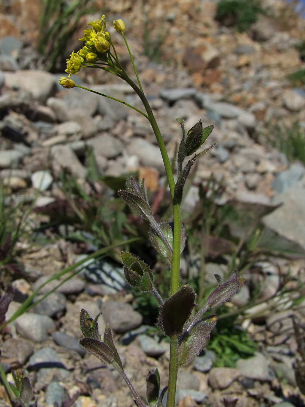 Image of Draba nemorosa specimen.