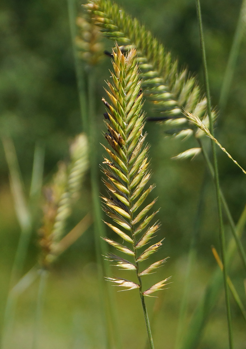 Изображение особи Agropyron pectinatum.