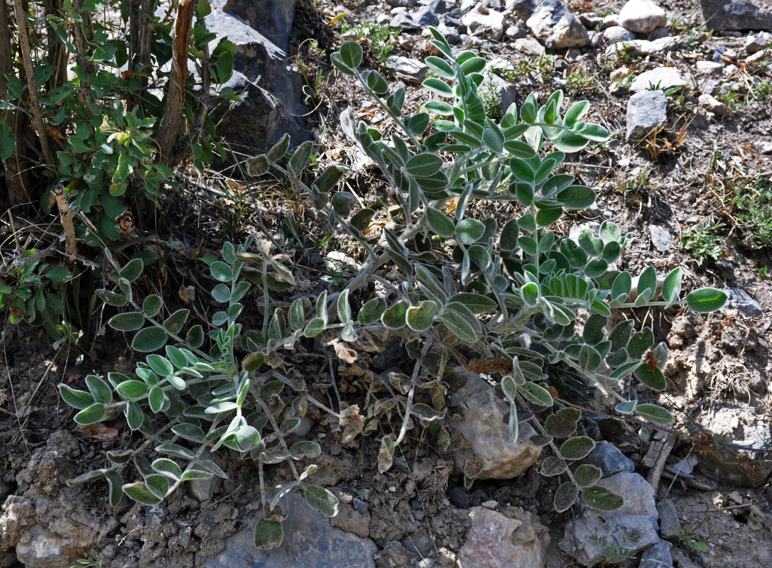 Изображение особи семейство Fabaceae.