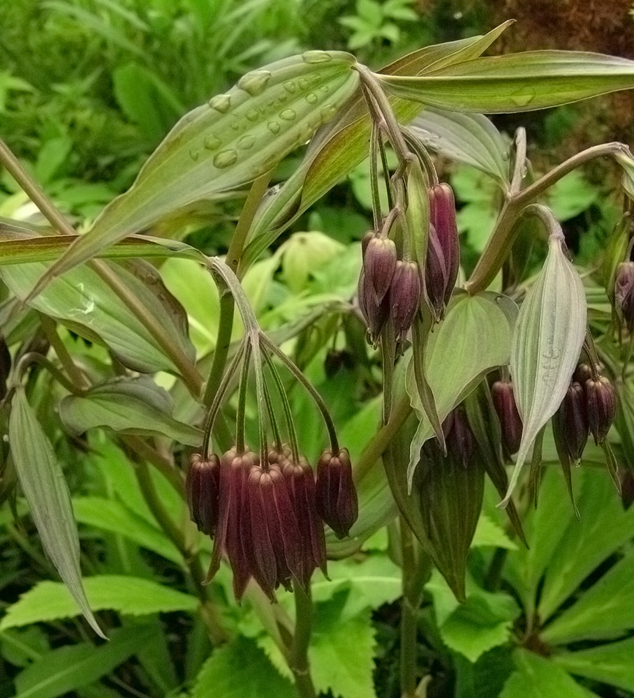 Image of Disporum cantoniense specimen.