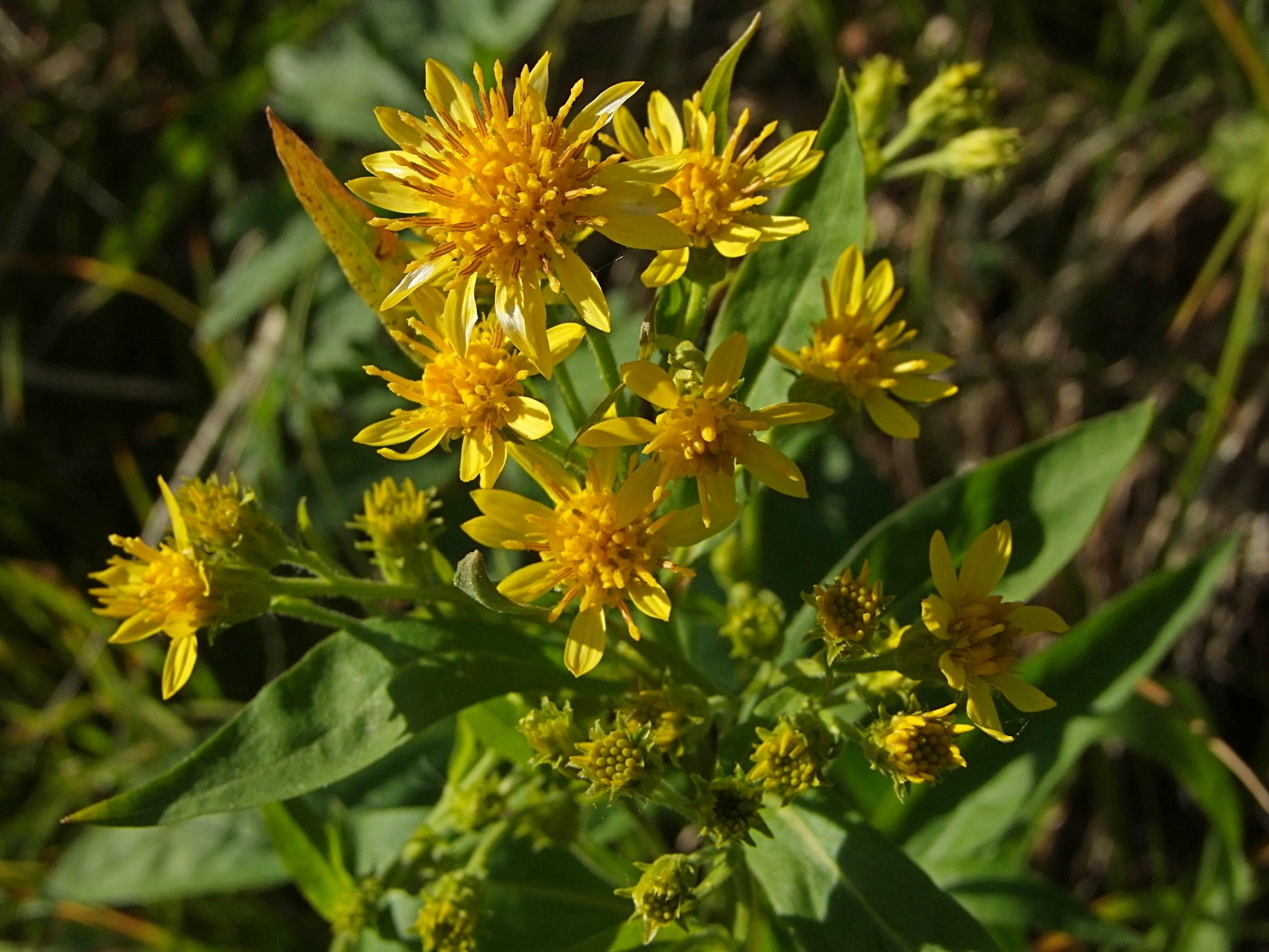 Image of Solidago cuprea specimen.