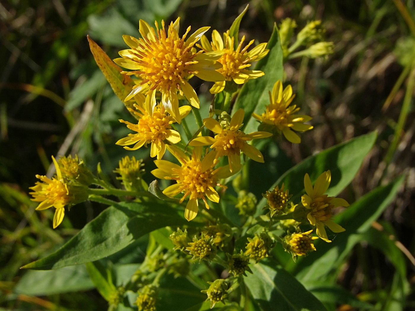 Изображение особи Solidago cuprea.