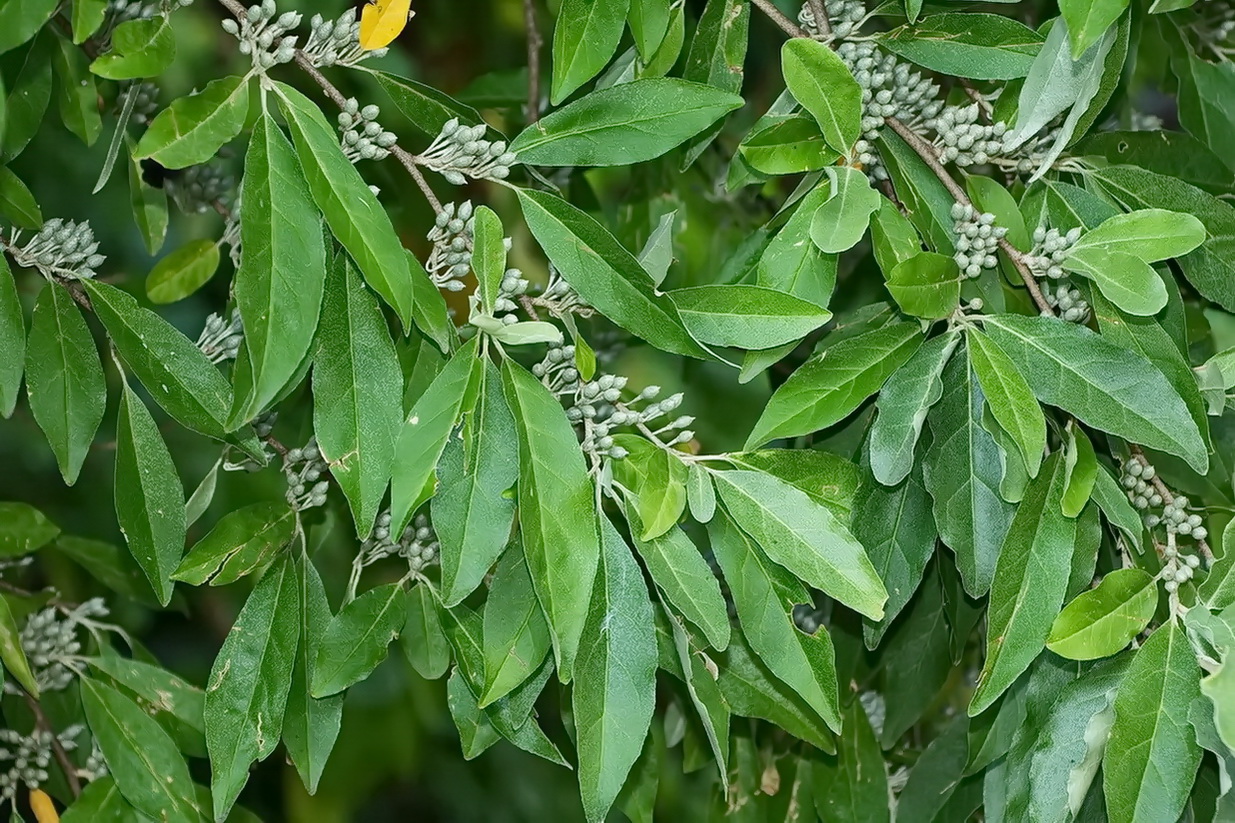 Image of Elaeagnus umbellata specimen.