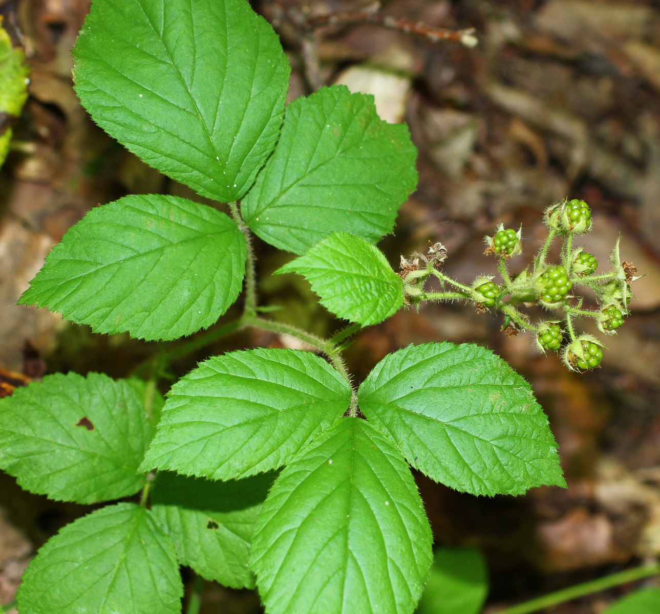 Image of Rubus serpens specimen.