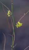 Melilotus officinalis. Часть ветви повторно цветущего растения. Крым, Сакский р-н, окр. пос. Прибрежное, закустаренное степное прибрежье между морем и Симферопольским шоссе, пустырь. 15.08.2017.