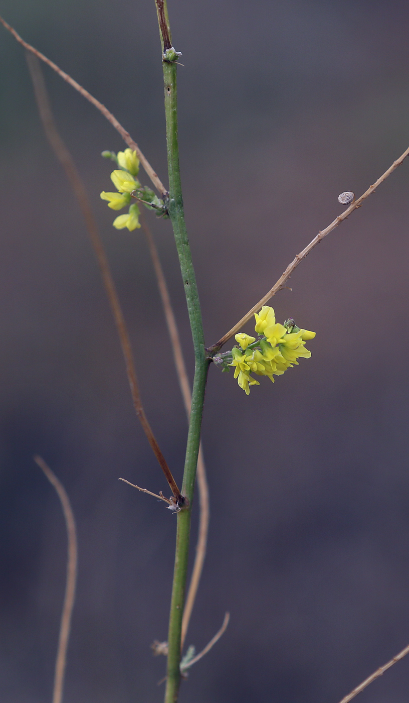 Изображение особи Melilotus officinalis.