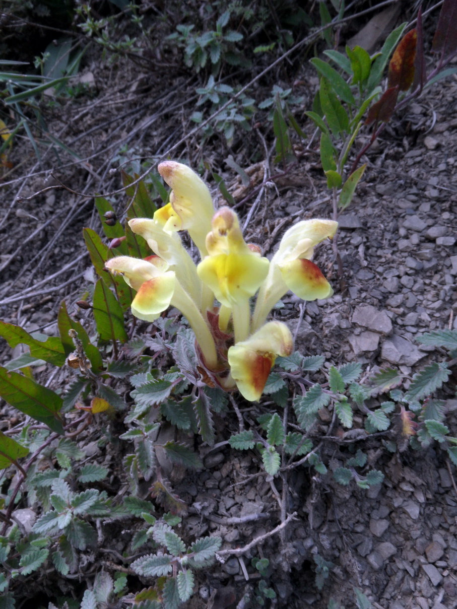 Изображение особи Scutellaria daghestanica.