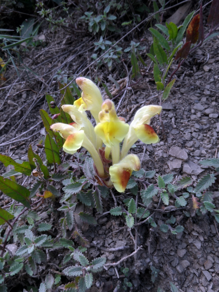 Изображение особи Scutellaria daghestanica.