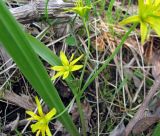 Gagea lutea