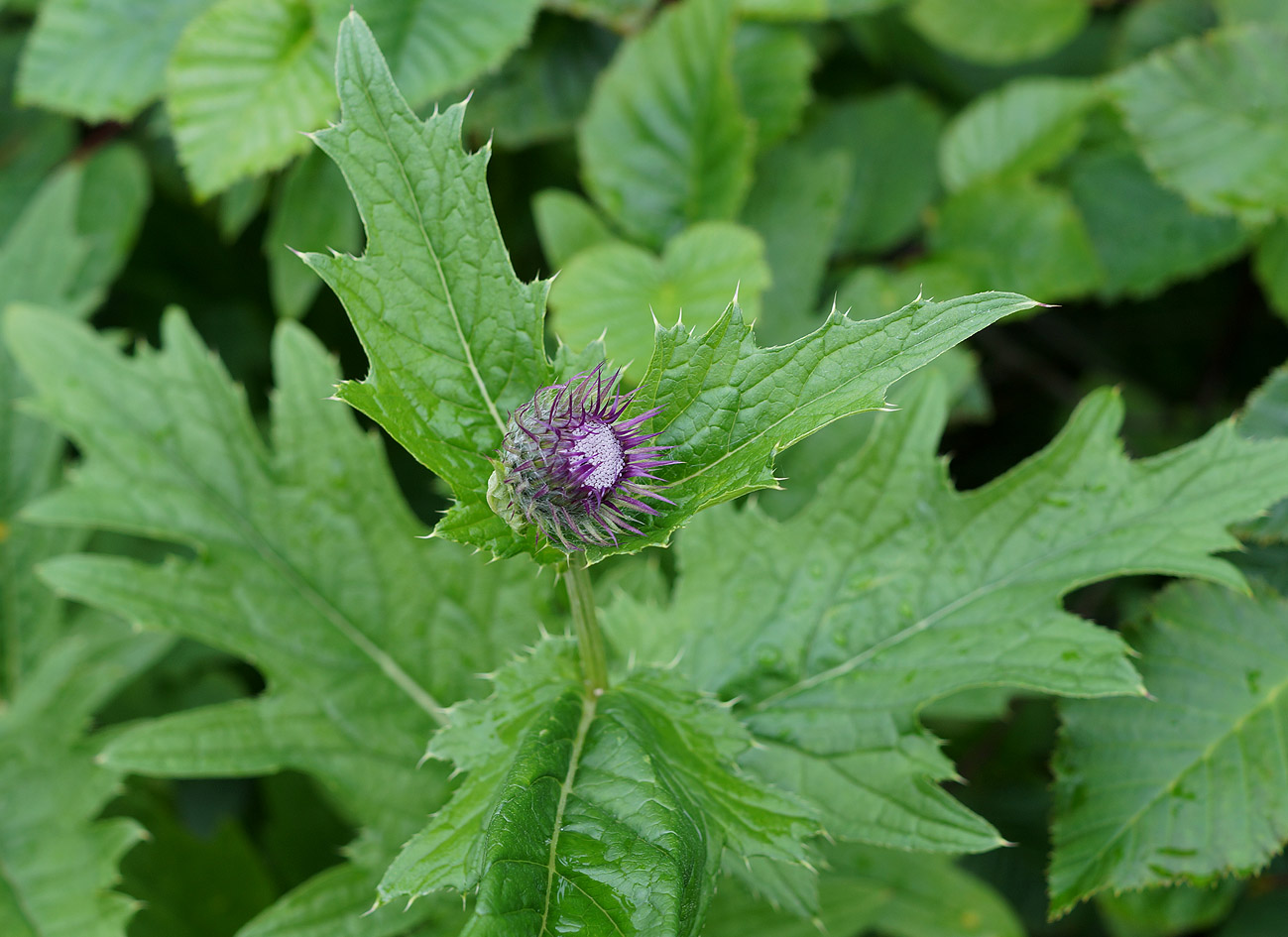 Image of Cirsium kamtschaticum specimen.