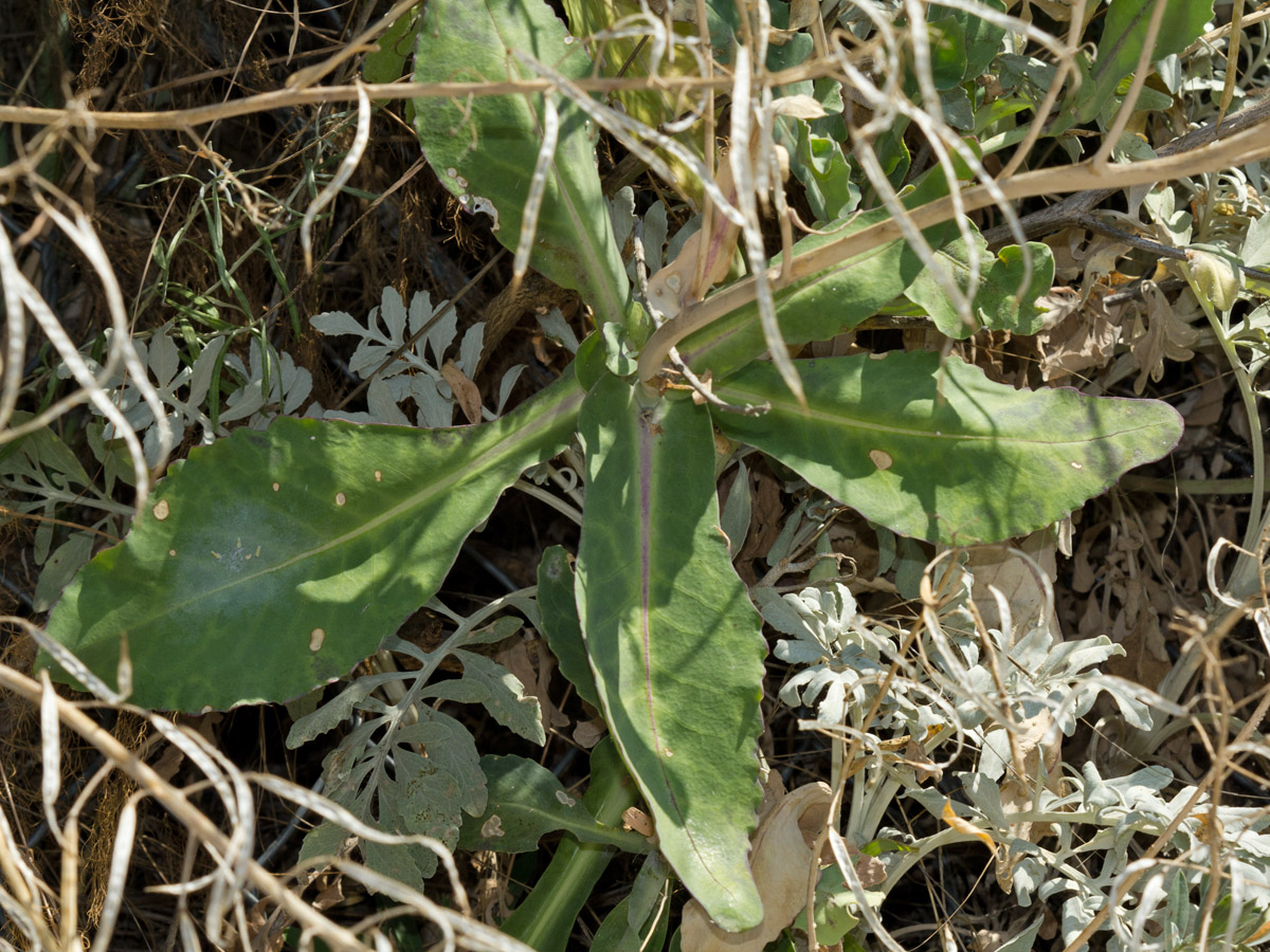 Image of Brassica cretica specimen.