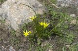 genus Gagea. Цветущие растения. Кабардино-Балкария, Эльбрусский р-н, среднее течение р. Терскол. 22 мая 2008 г.