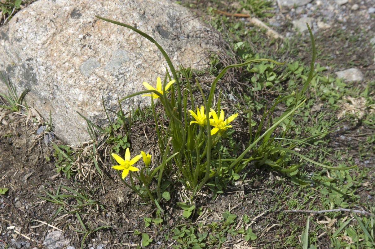 Image of genus Gagea specimen.