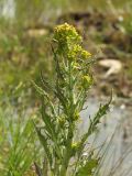 Rorippa barbareifolia