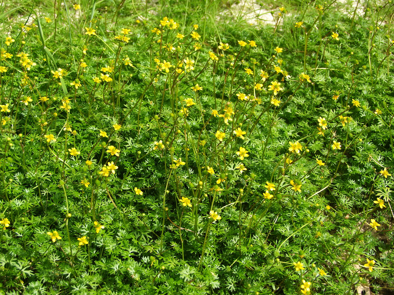 Image of Ranunculus gmelinii specimen.