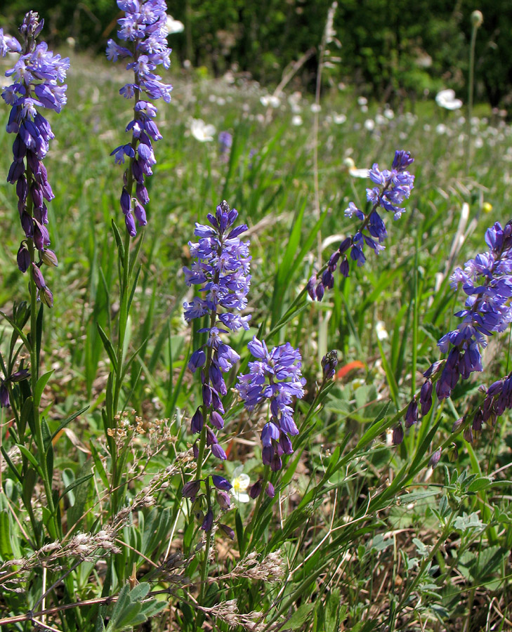 Image of Polygala wolfgangiana specimen.