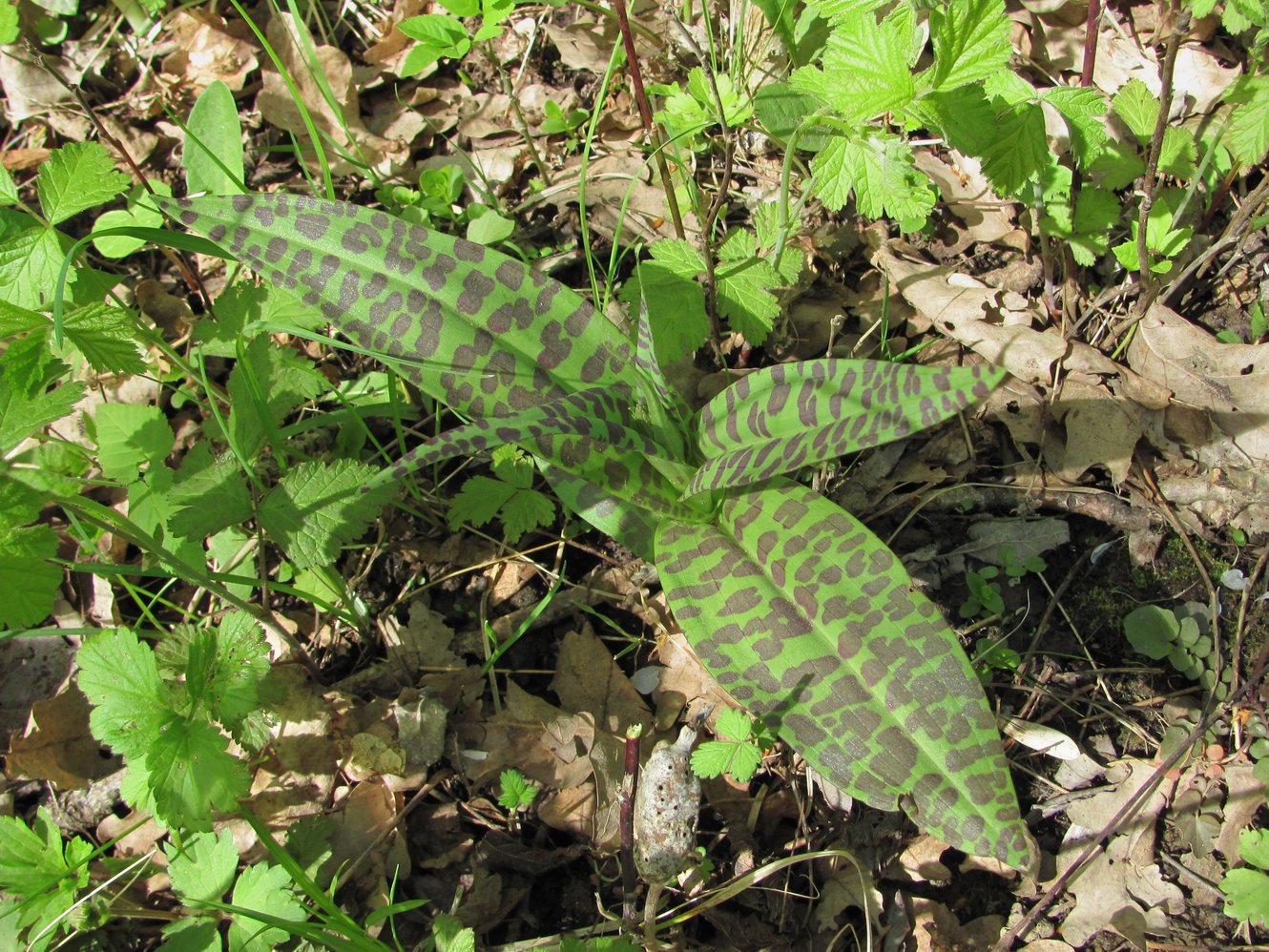 Image of Dactylorhiza urvilleana specimen.