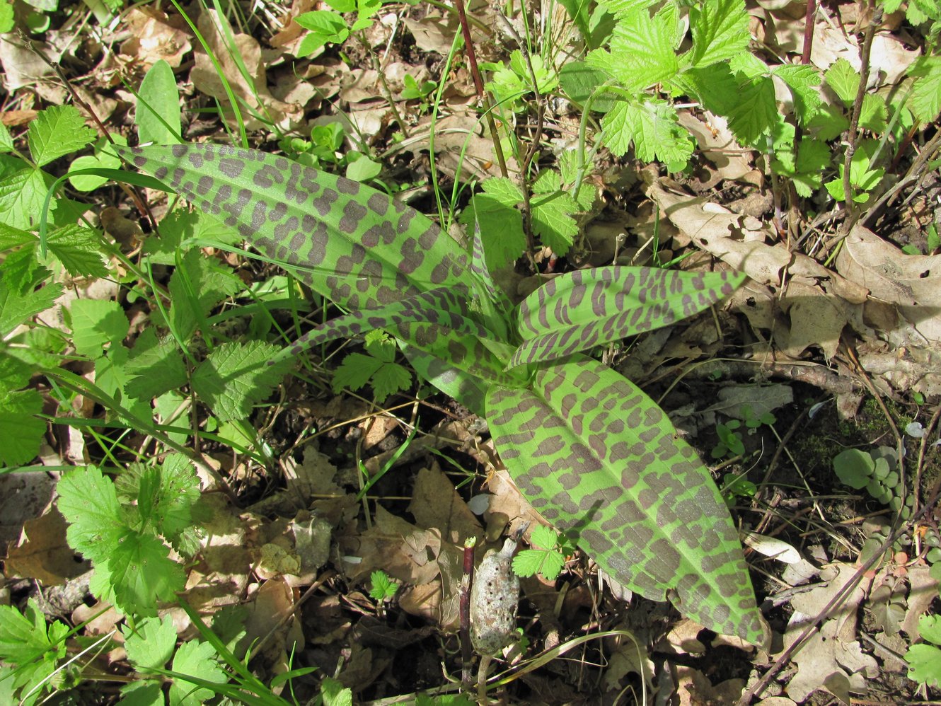 Изображение особи Dactylorhiza urvilleana.