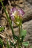 Trifolium grandiflorum