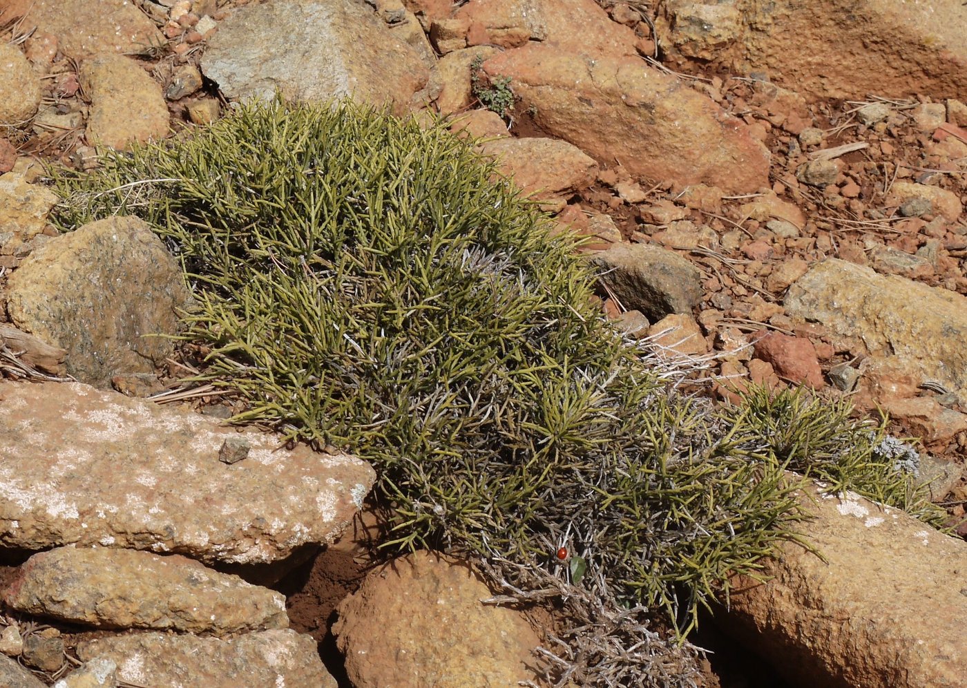 Image of Genista fasselata specimen.