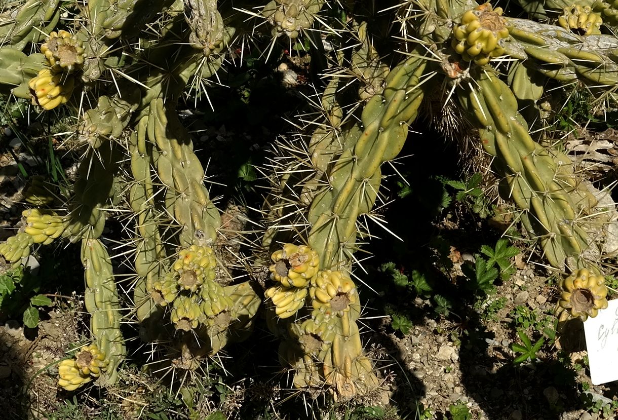 Изображение особи Cylindropuntia imbricata.