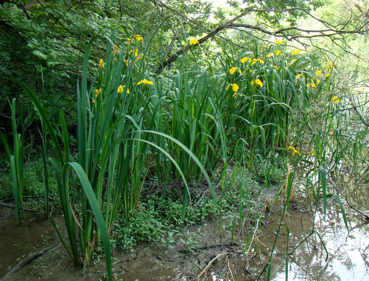 Image of Iris pseudacorus specimen.